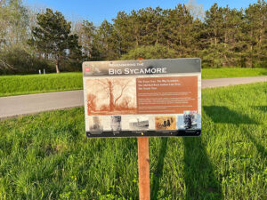Remembering The Big Sycamore